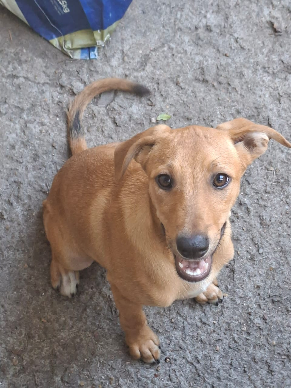 Cachorrinhos para adoção responsável  