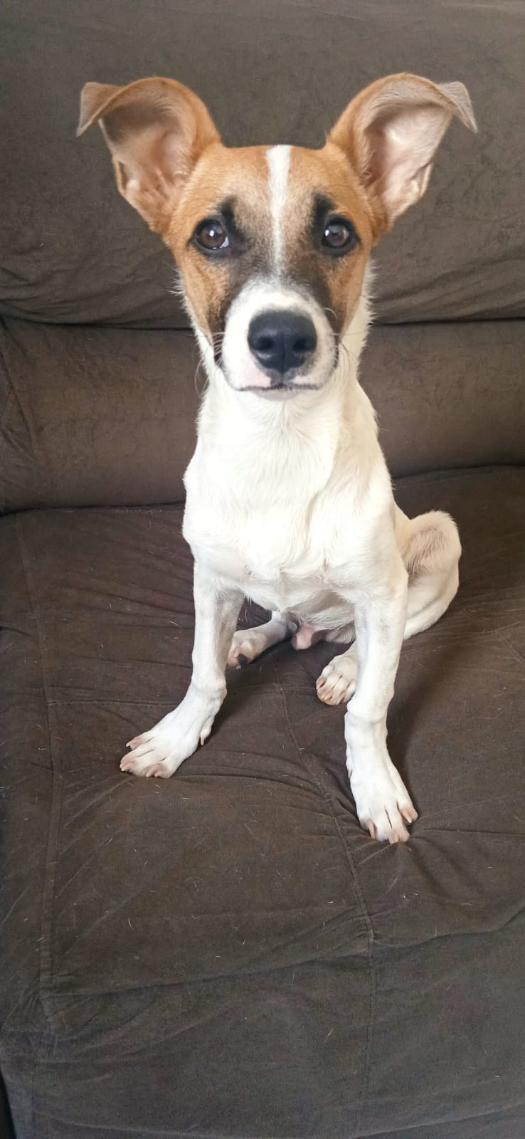 Cão para Adoção Responsável 